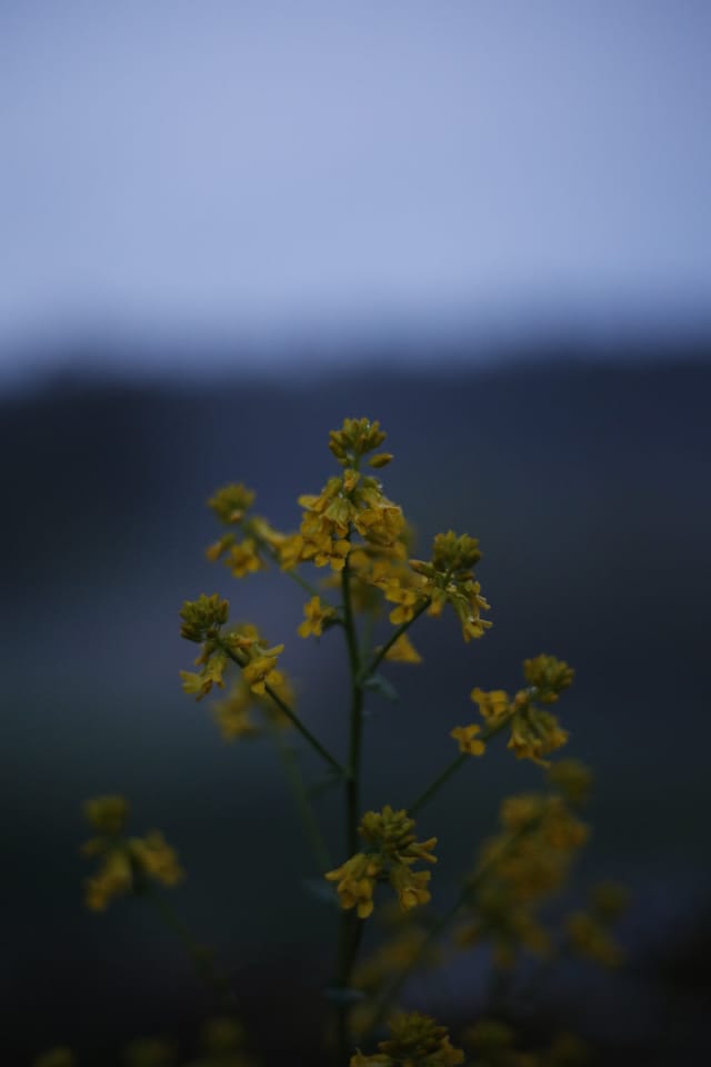 Low light across a darkened landscape and sky, catalog number 37, from The Quiet Dark collection