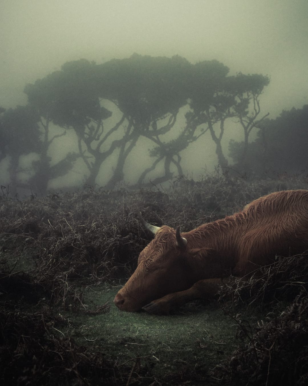 Trees emerging and receding through layers of mist, catalog number 101, from the Fog-Shrouded Trees collection
