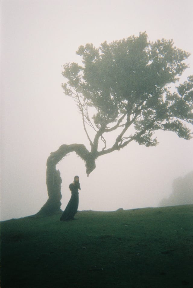 Trees emerging and receding through layers of mist, catalog number 85, from the Fog-Shrouded Trees collection