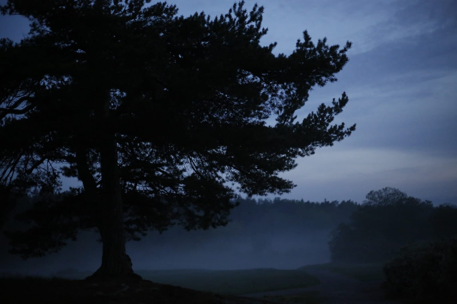 Trees emerging and receding through layers of mist, catalog number 86, from the Fog-Shrouded Trees collection