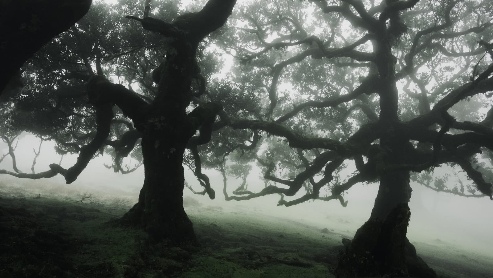 Trees emerging and receding through layers of mist, catalog number 43, from the Fog-Shrouded Trees series
