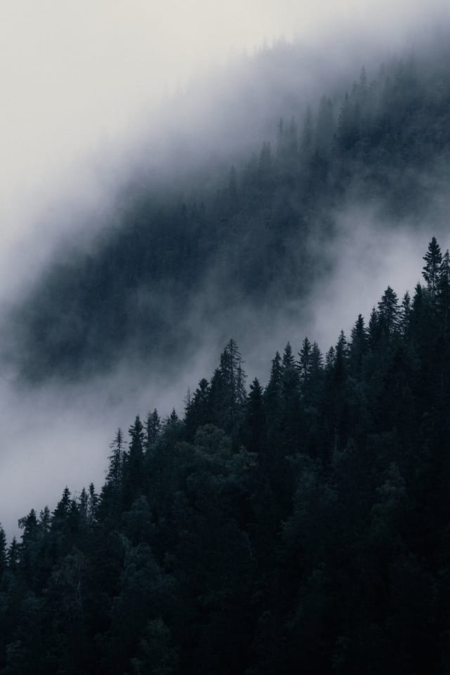 Trees emerging and receding through layers of mist, catalog number 17, from the Fog-Shrouded Trees series