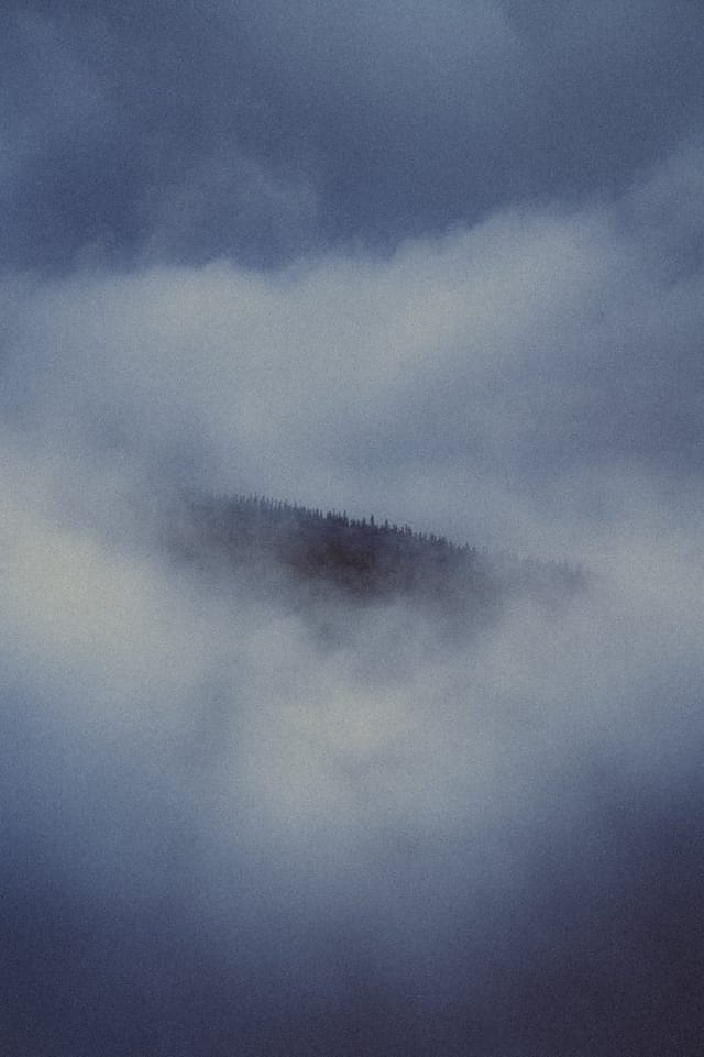 Trees emerging and receding through layers of mist, catalog number 29, from the Fog-Shrouded Trees series