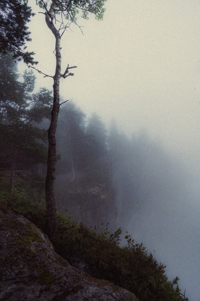 Trees emerging and receding through layers of mist, catalog number 31, from the Fog-Shrouded Trees series