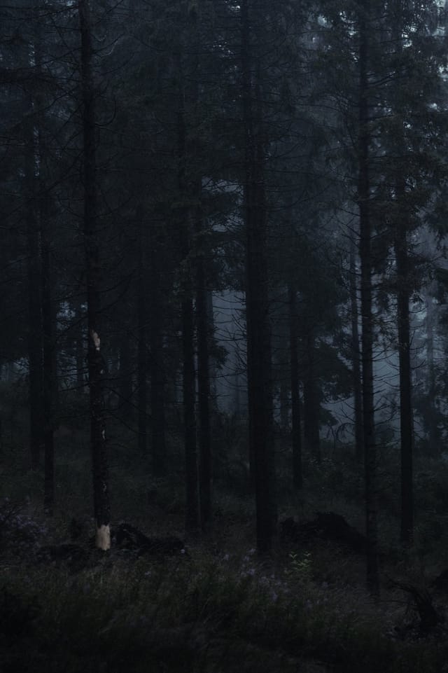 Trees emerging and receding through layers of mist, catalog number 22, from the Fog-Shrouded Trees series