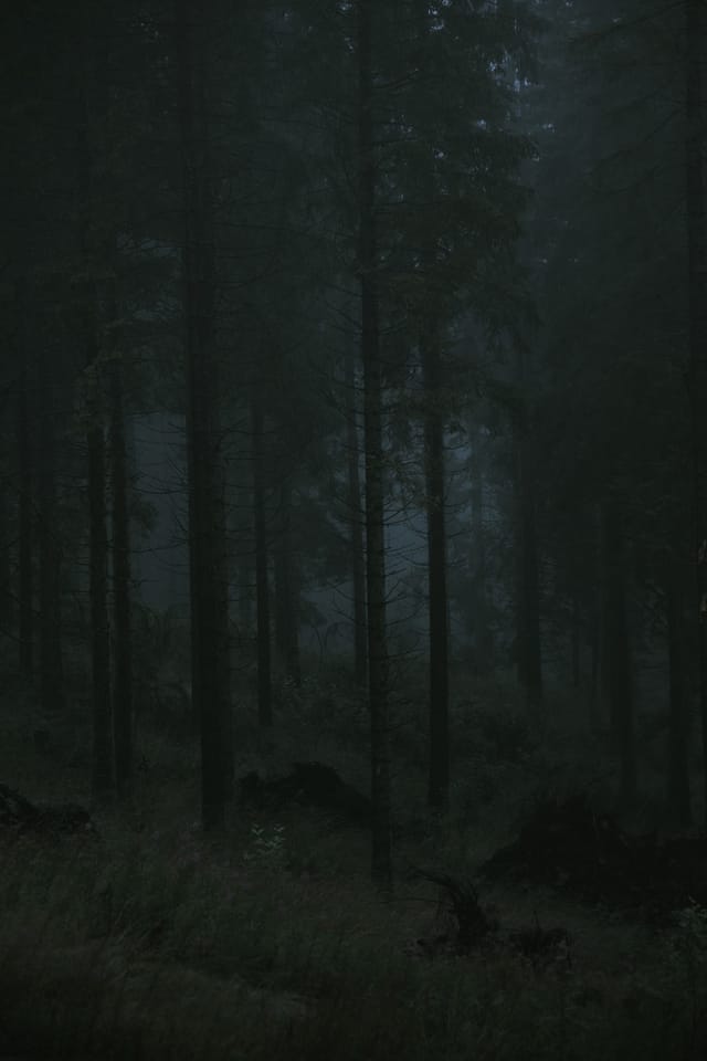 Trees emerging and receding through layers of mist, catalog number 36, from the Fog-Shrouded Trees collection