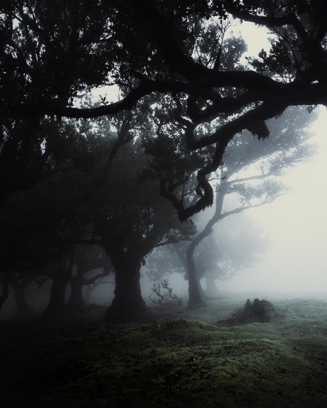 Trees emerging and receding through layers of mist, catalog number 8, from the Fog-Shrouded Trees series