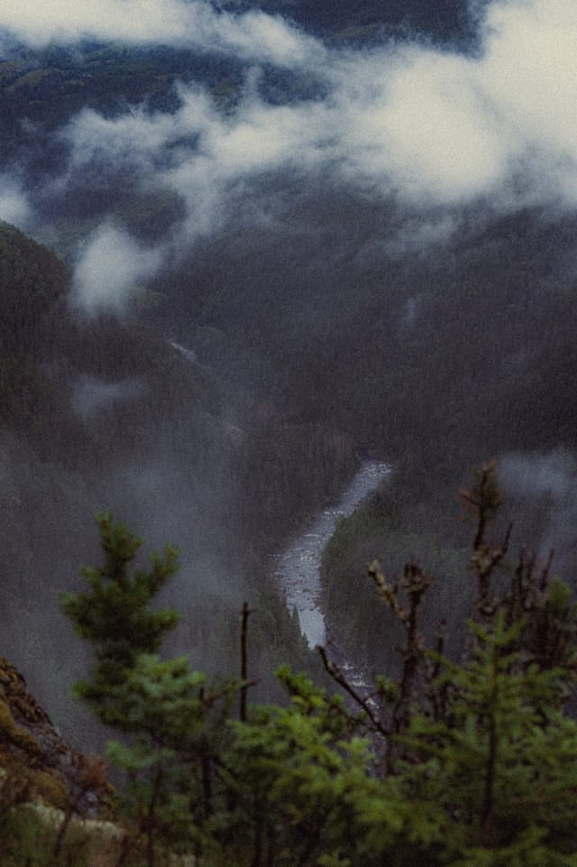 Trees emerging and receding through layers of mist, catalog number 56, from the Fog-Shrouded Trees series