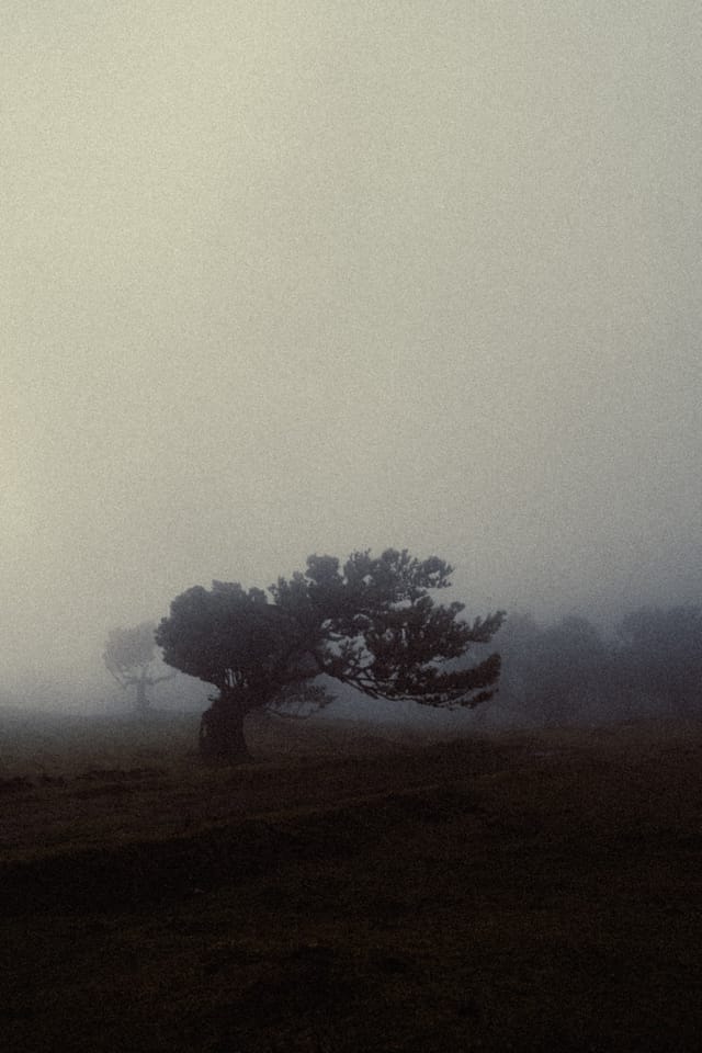 Trees emerging and receding through layers of mist, catalog number 48, from the Fog-Shrouded Trees collection