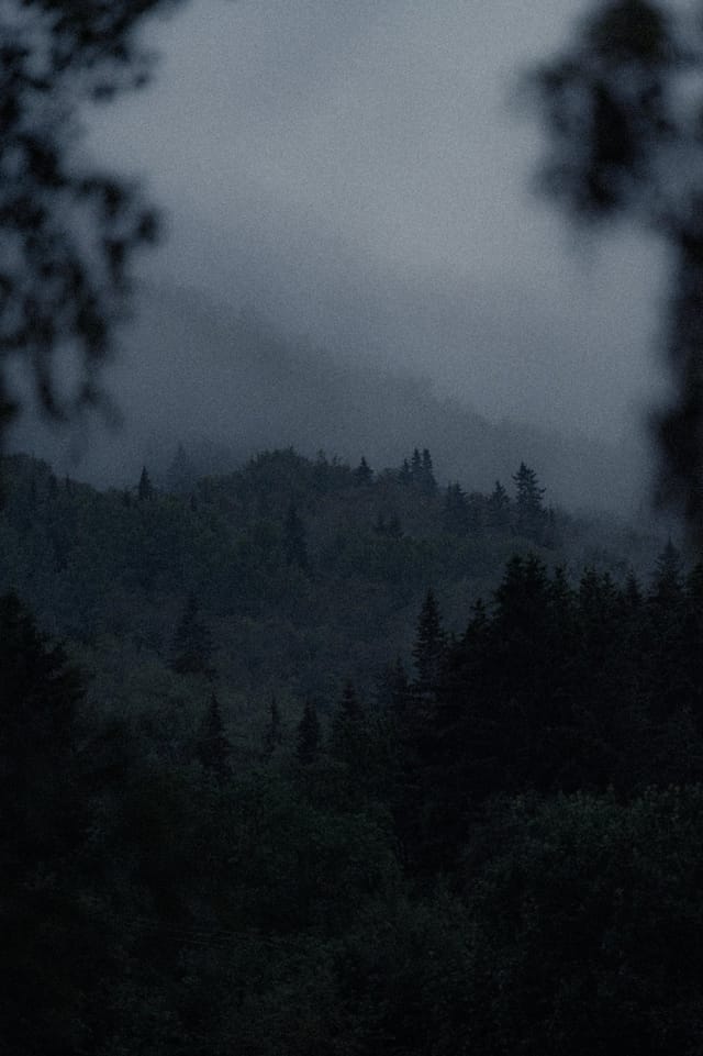 Trees emerging and receding through layers of mist, catalog number 42, from the Fog-Shrouded Trees series