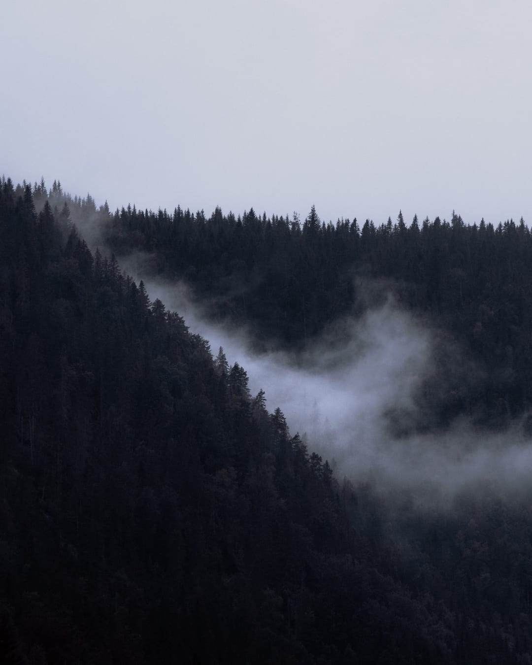 Trees emerging and receding through layers of mist, catalog number 49, from the Fog-Shrouded Trees series