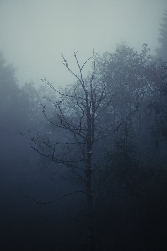 Trees emerging and receding through layers of mist, catalog number 1, from the Fog-Shrouded Trees series