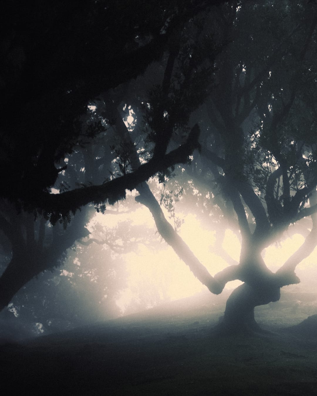 Trees emerging and receding through layers of mist, catalog number 15, from the Fog-Shrouded Trees collection