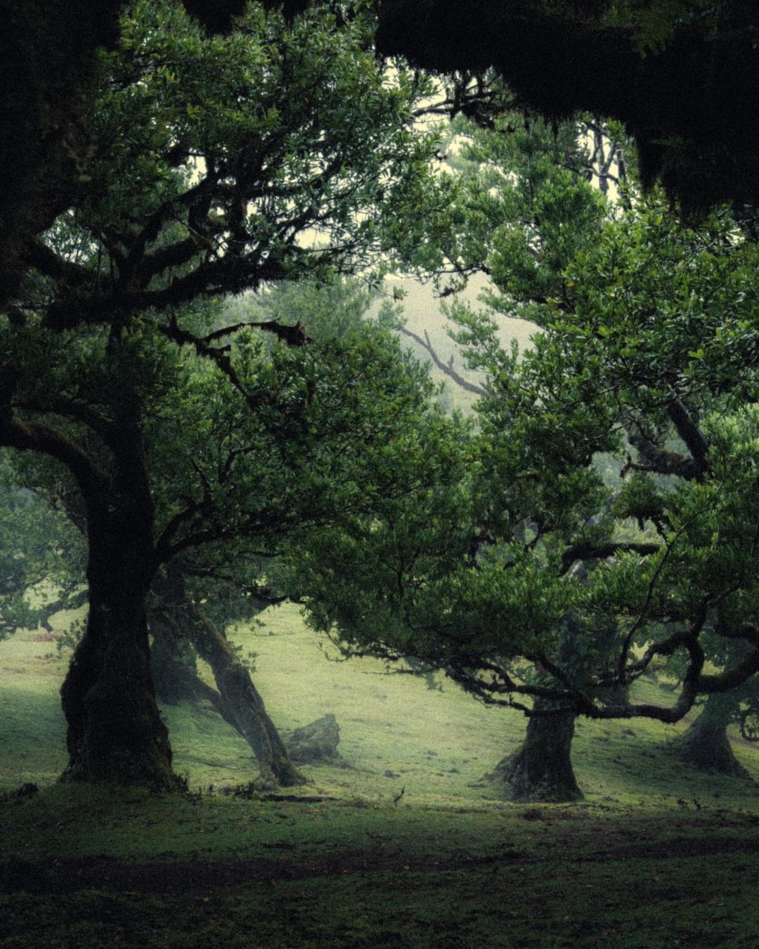 Trees emerging and receding through layers of mist, catalog number 46, from the Fog-Shrouded Trees series