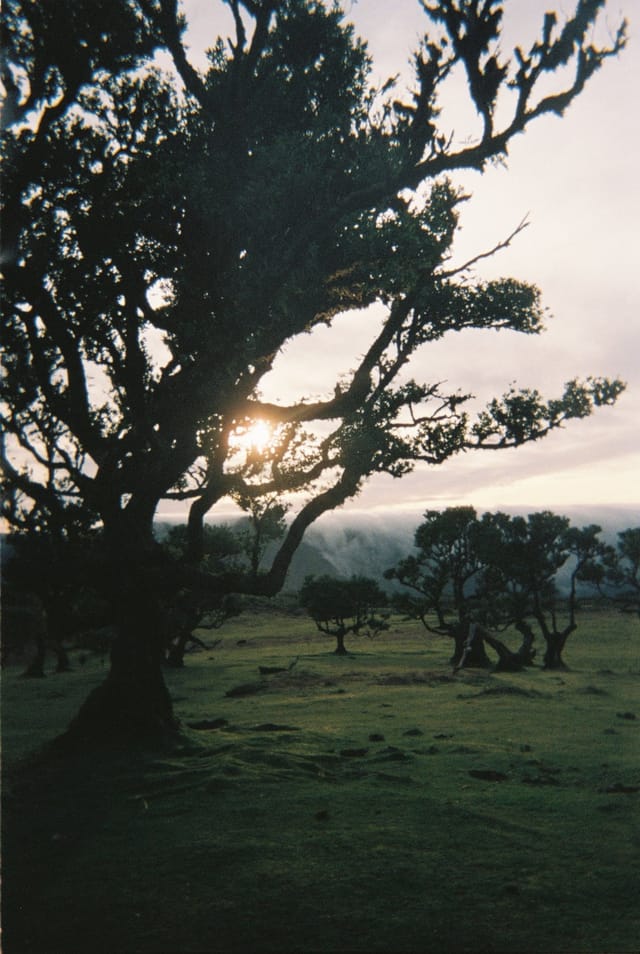 Trees emerging and receding through layers of mist, catalog number 65, from the Fog-Shrouded Trees series