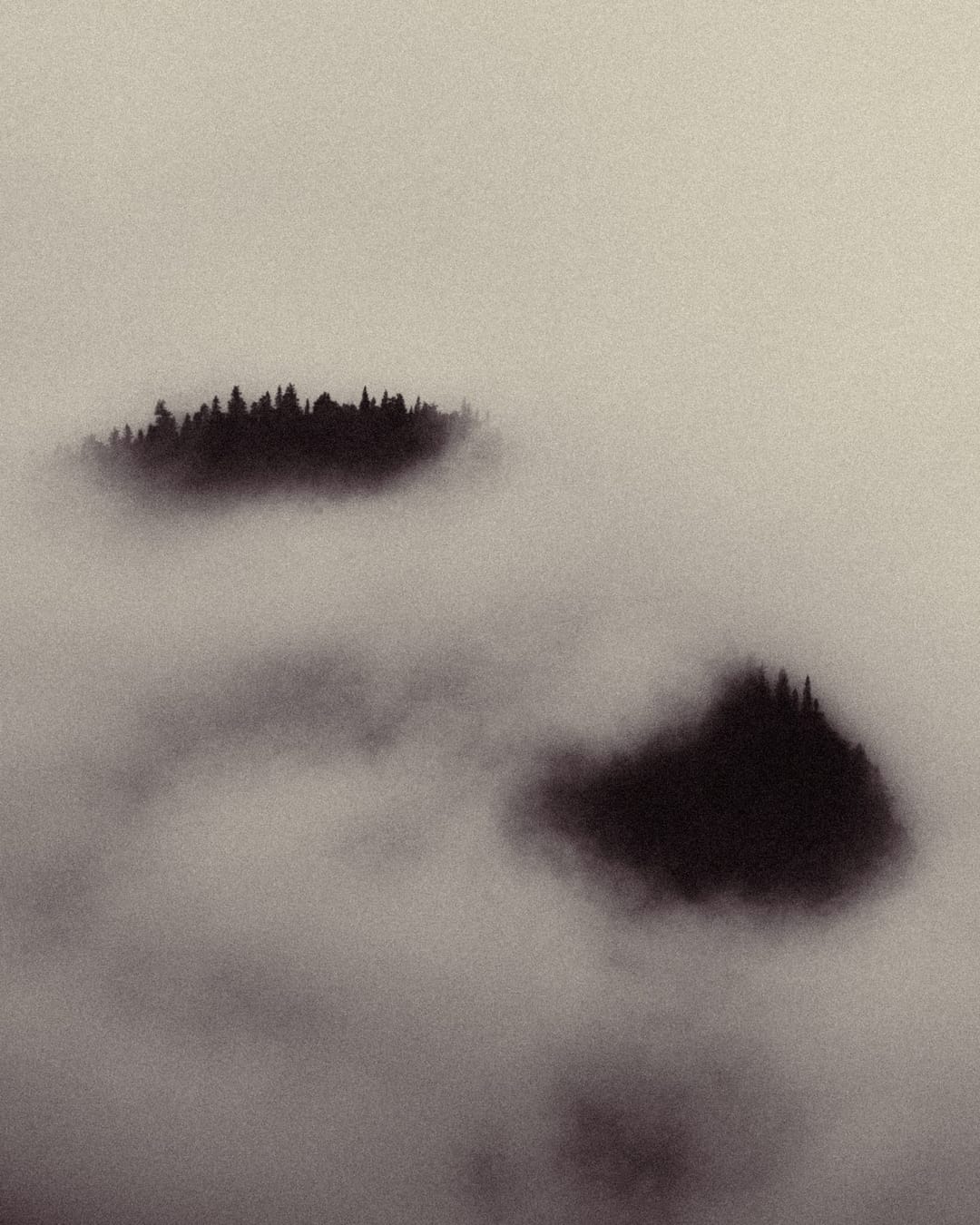 Trees emerging and receding through layers of mist, catalog number 55, from the Fog-Shrouded Trees series