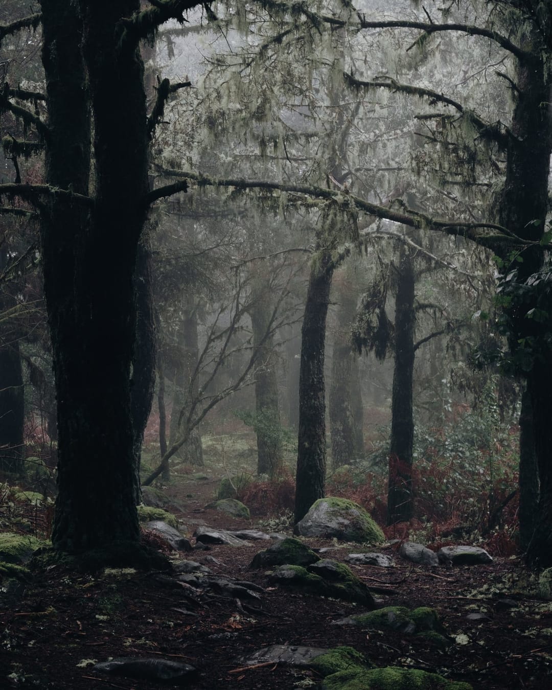 Trees emerging and receding through layers of mist, catalog number 19, from the Fog-Shrouded Trees series