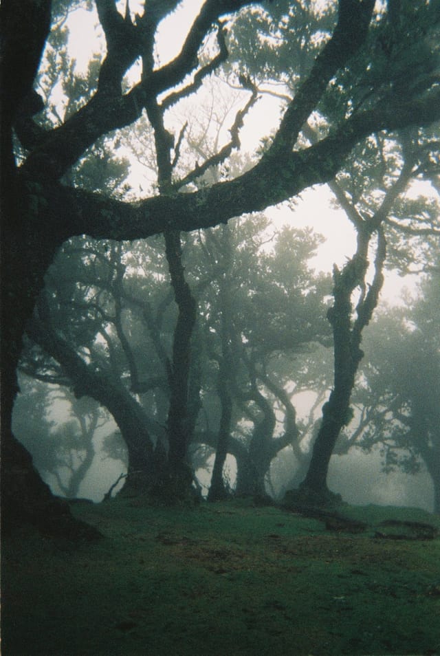 Trees emerging and receding through layers of mist, catalog number 57, from the Fog-Shrouded Trees series
