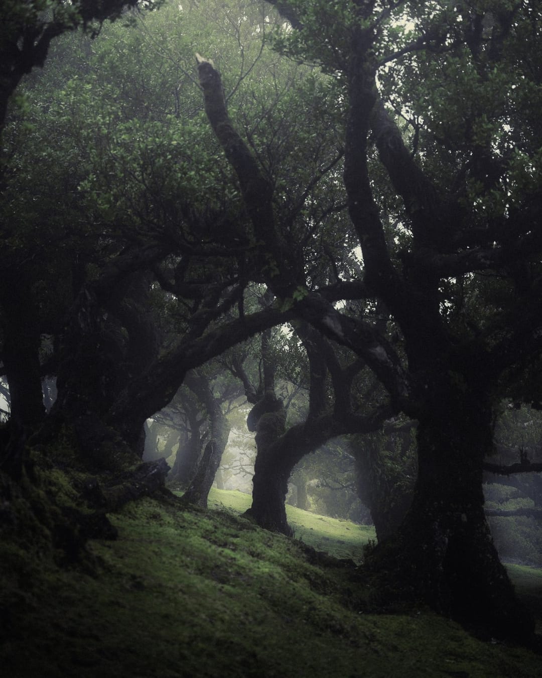 Trees emerging and receding through layers of mist, catalog number 28, from the Fog-Shrouded Trees series