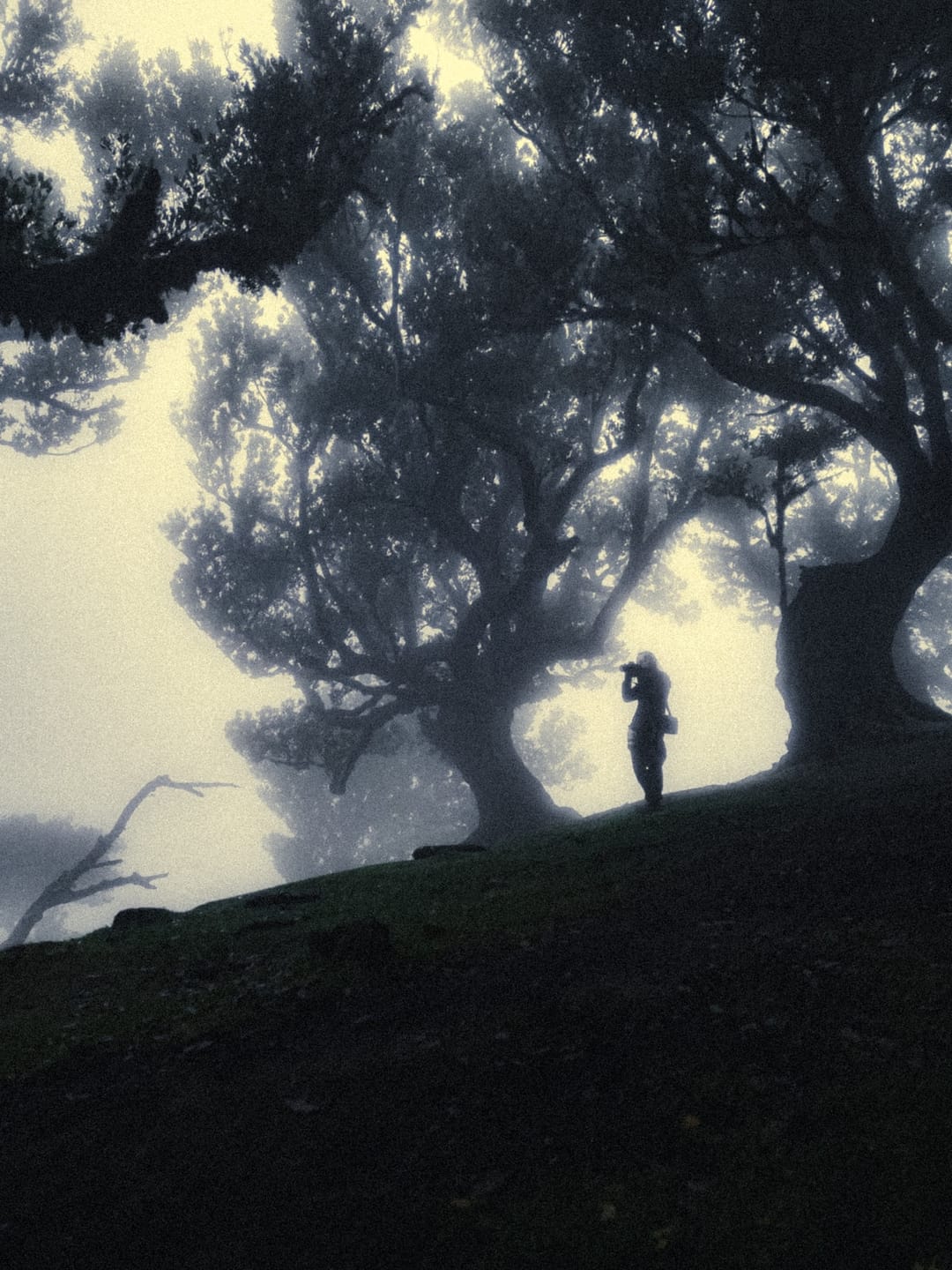 Trees emerging and receding through layers of mist, catalog number 70, from the Fog-Shrouded Trees collection