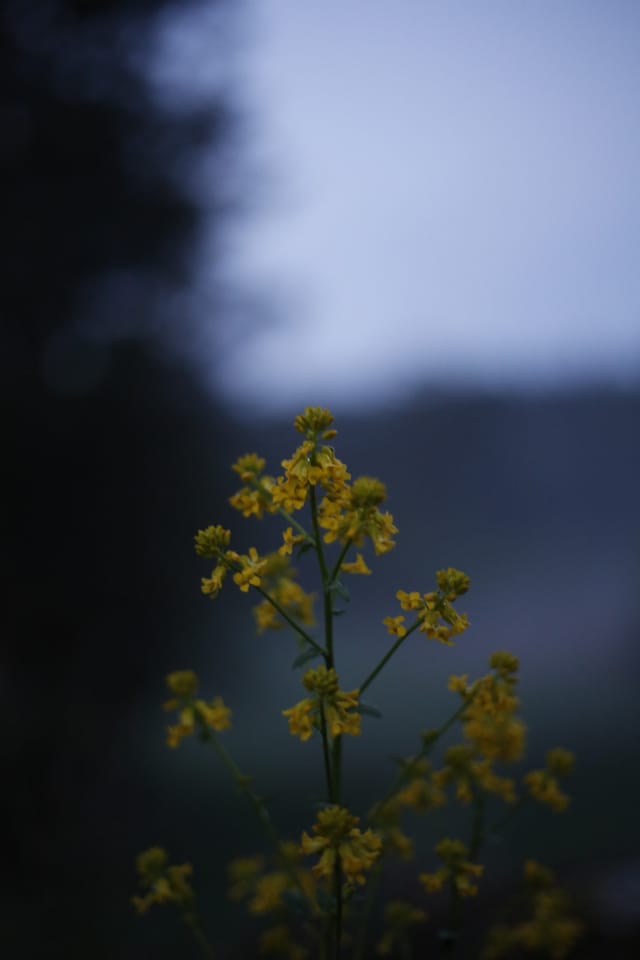 Low light across a darkened landscape and sky, catalog number 39, from The Quiet Dark collection