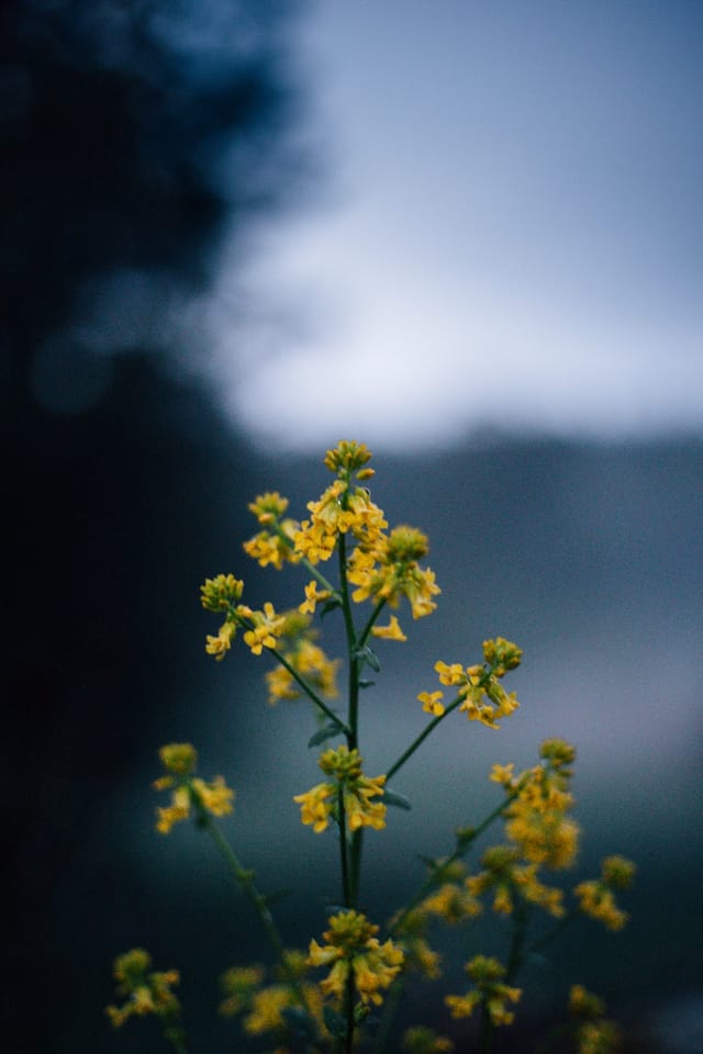 Low light across a darkened landscape and sky, catalog number 36, from The Quiet Dark collection
