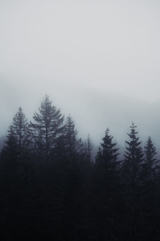 Trees emerging and receding through layers of mist, catalog number 16, from the Fog-Shrouded Trees series