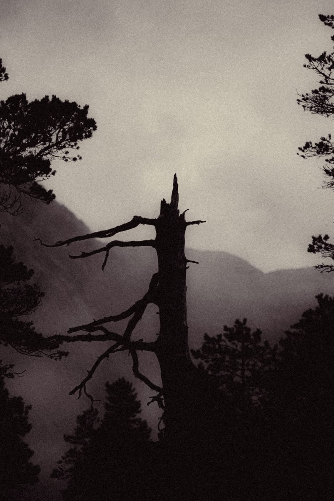 Trees emerging and receding through layers of mist, catalog number 10, from the Fog-Shrouded Trees series