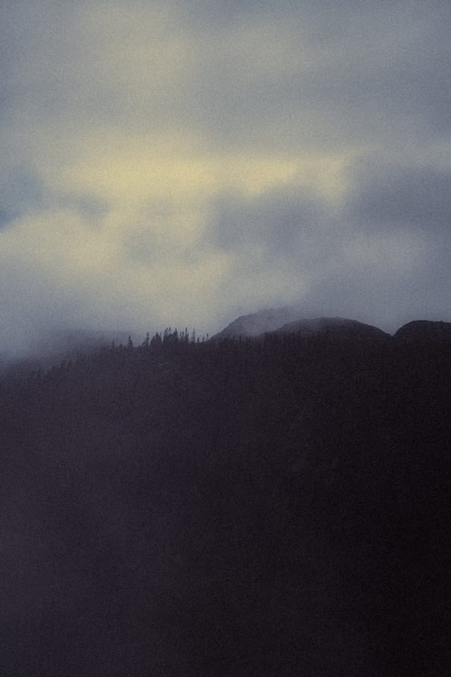 Trees emerging and receding through layers of mist, catalog number 24, from the Fog-Shrouded Trees series