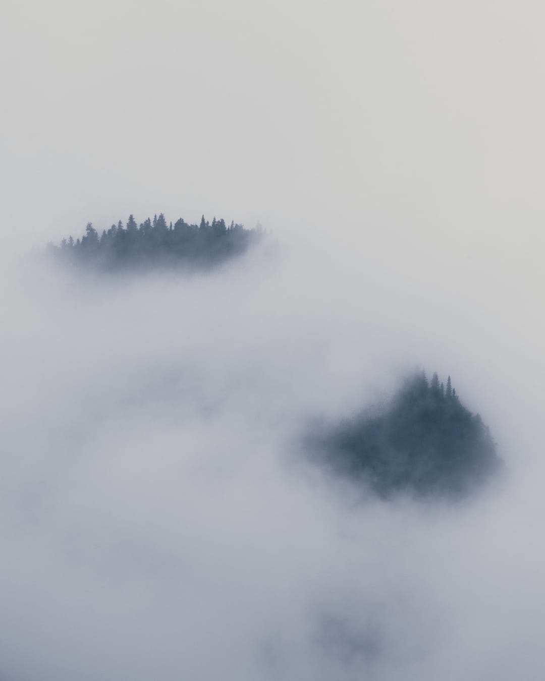 Trees emerging and receding through layers of mist, catalog number 25, from the Fog-Shrouded Trees series