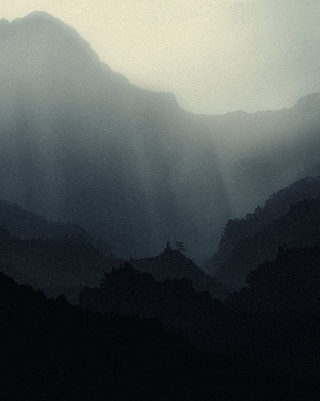 Trees emerging and receding through layers of mist, catalog number 38, from the Fog-Shrouded Trees series