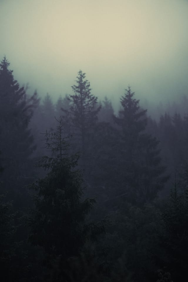 Trees emerging and receding through layers of mist, catalog number 10, from the Fog-Shrouded Trees collection