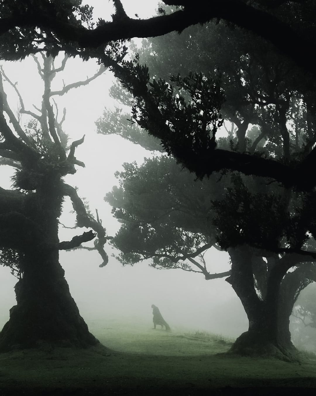 Trees emerging and receding through layers of mist, catalog number 53, from the Fog-Shrouded Trees series