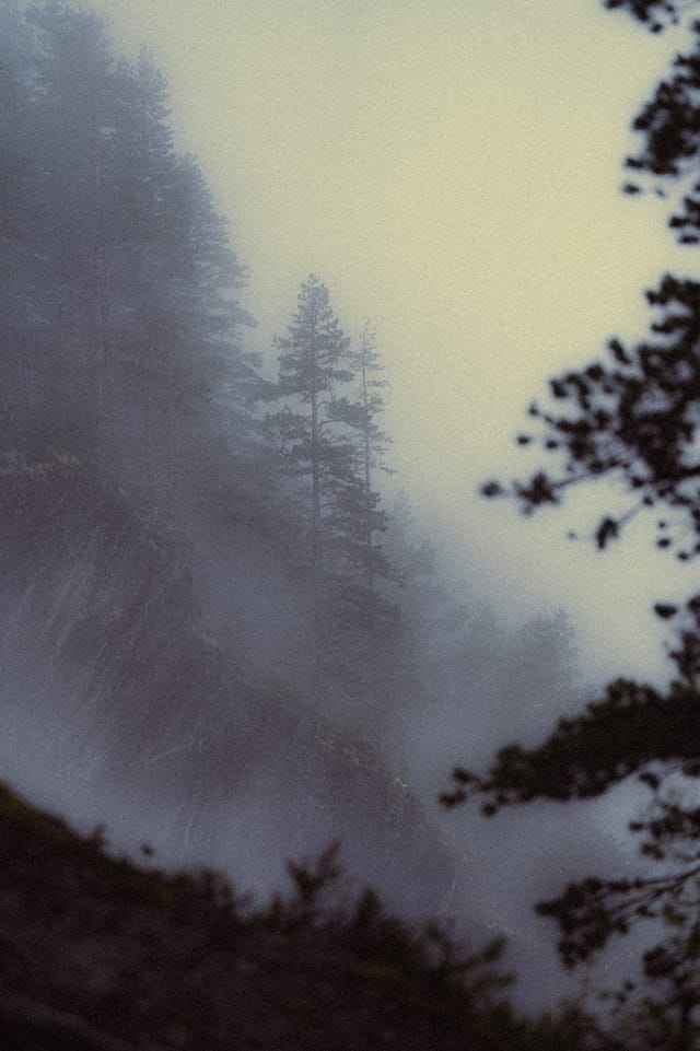 Trees emerging and receding through layers of mist, catalog number 51, from the Fog-Shrouded Trees series
