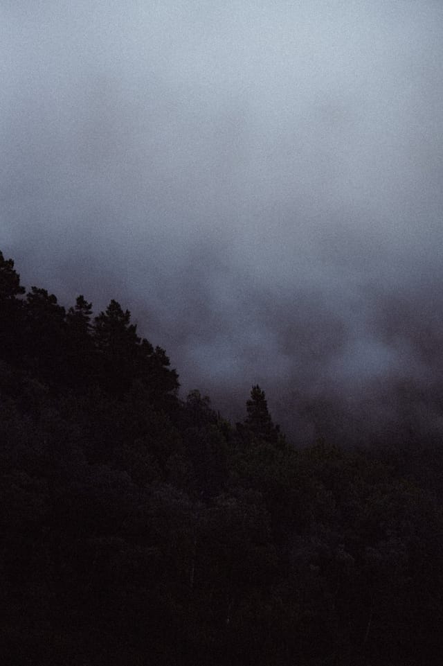Trees emerging and receding through layers of mist, catalog number 11, from the Fog-Shrouded Trees series