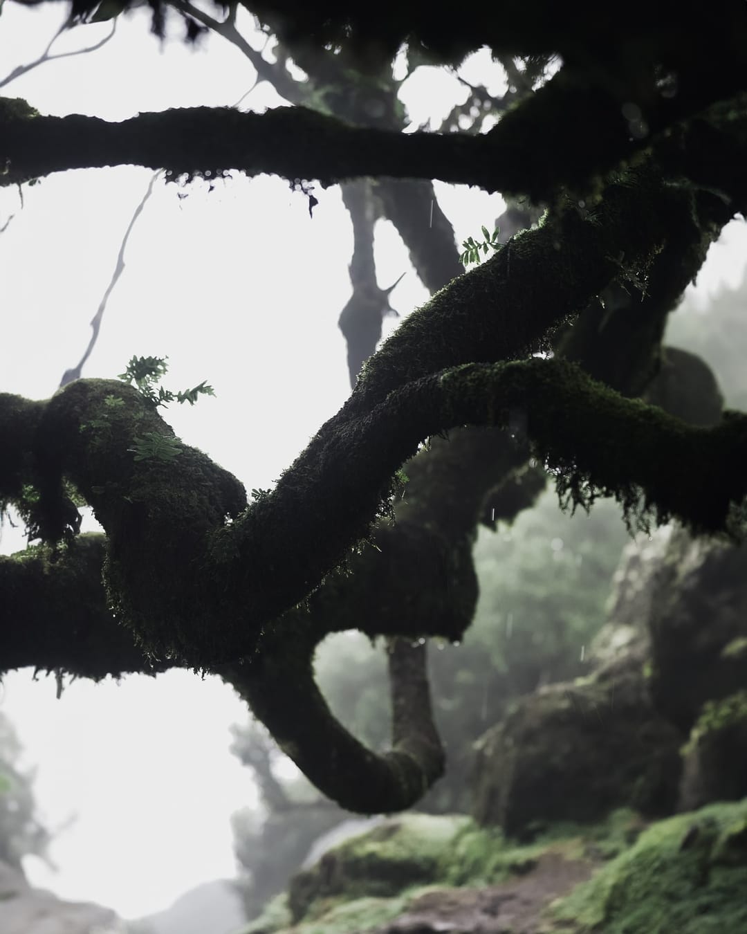 Trees emerging and receding through layers of mist, catalog number 65, from the Fog-Shrouded Trees collection