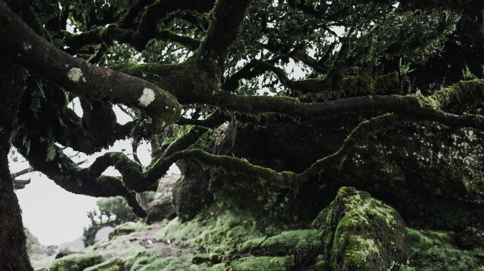 Trees emerging and receding through layers of mist, catalog number 84, from the Fog-Shrouded Trees collection