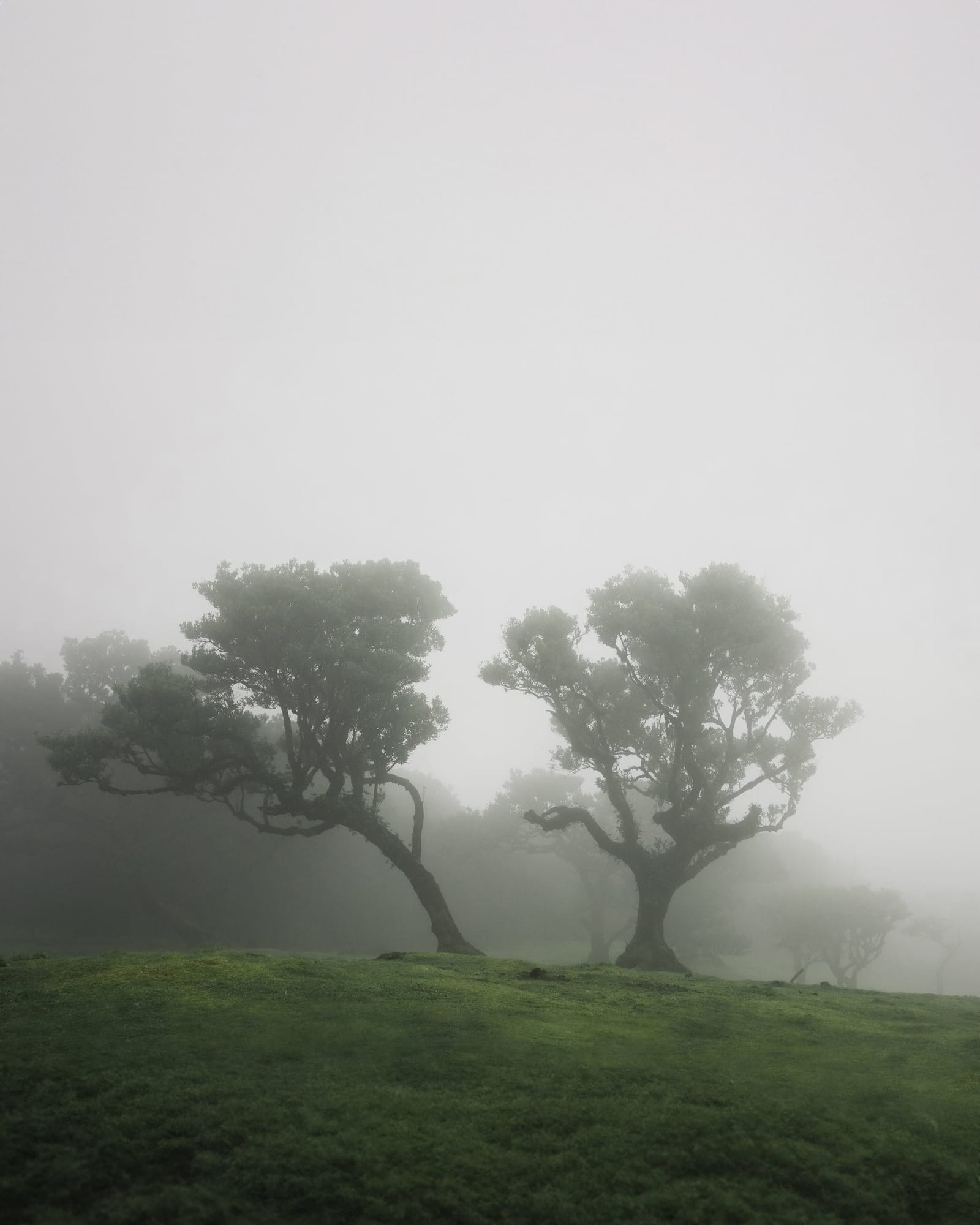Trees emerging and receding through layers of mist, catalog number 30, from the Fog-Shrouded Trees series