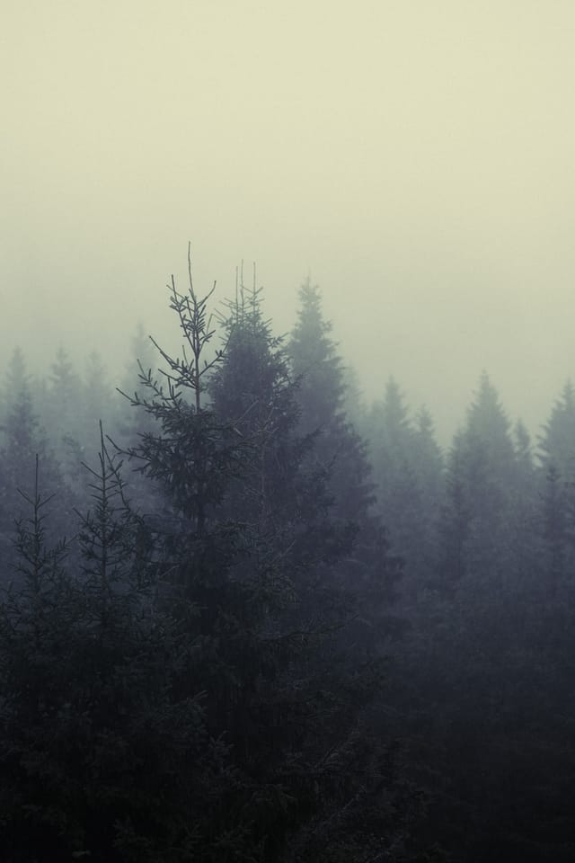 Trees emerging and receding through layers of mist, catalog number 35, from the Fog-Shrouded Trees collection