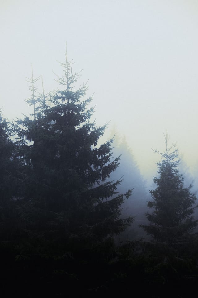 Trees emerging and receding through layers of mist, catalog number 27, from the Fog-Shrouded Trees series