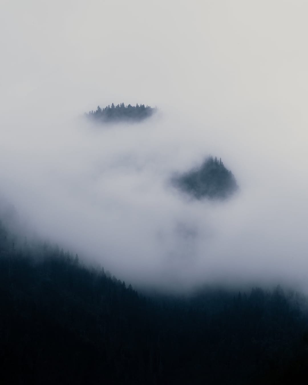 Trees emerging and receding through layers of mist, catalog number 13, from the Fog-Shrouded Trees series