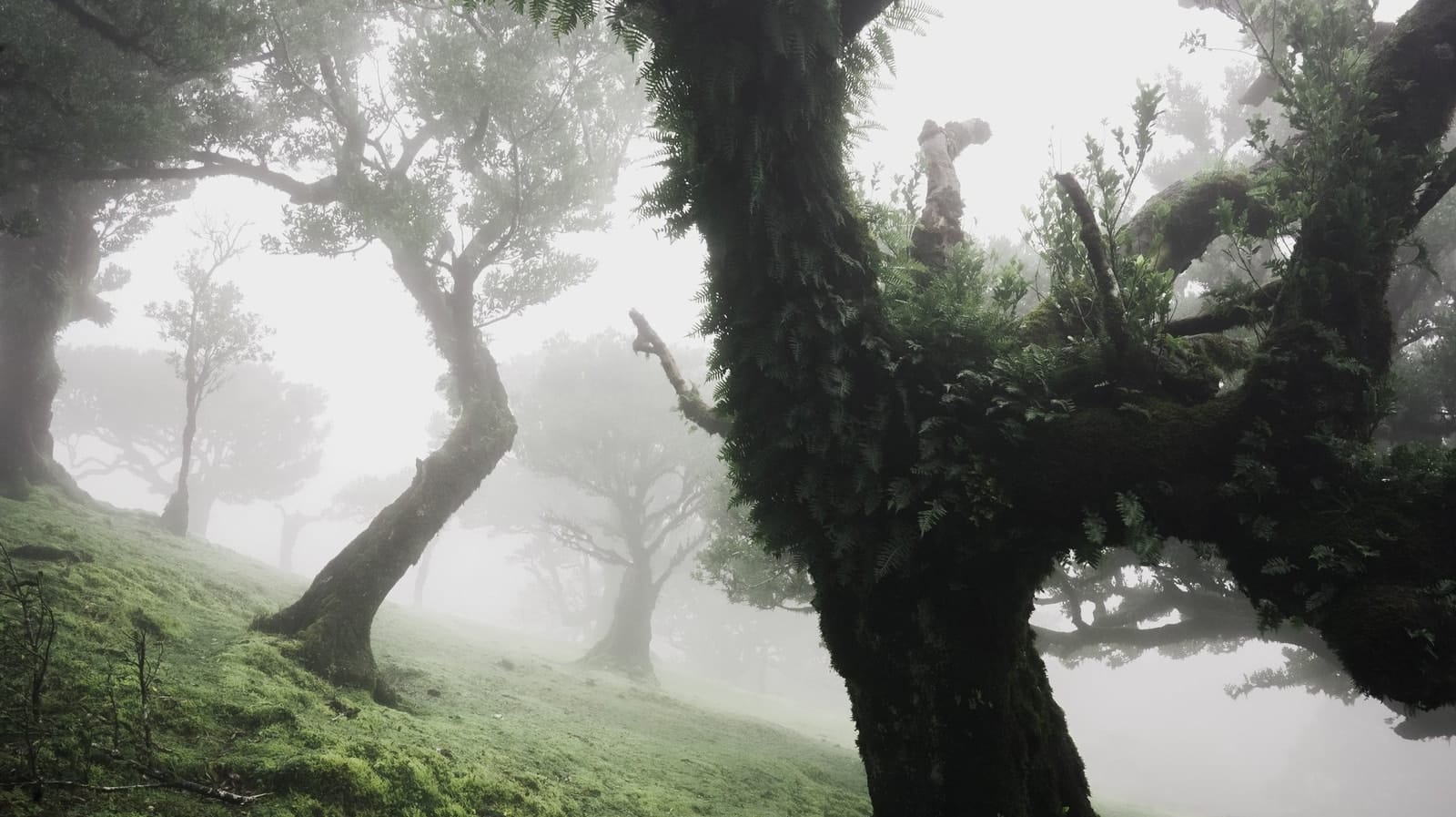 Trees emerging and receding through layers of mist, catalog number 47, from the Fog-Shrouded Trees series