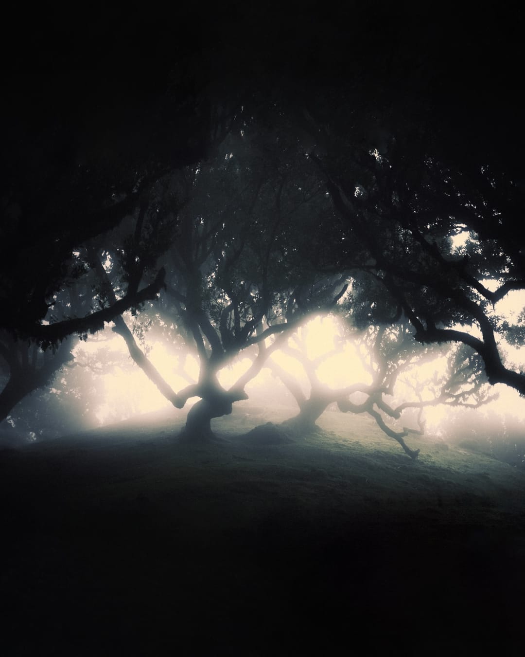 Trees emerging and receding through layers of mist, catalog number 34, from the Fog-Shrouded Trees collection