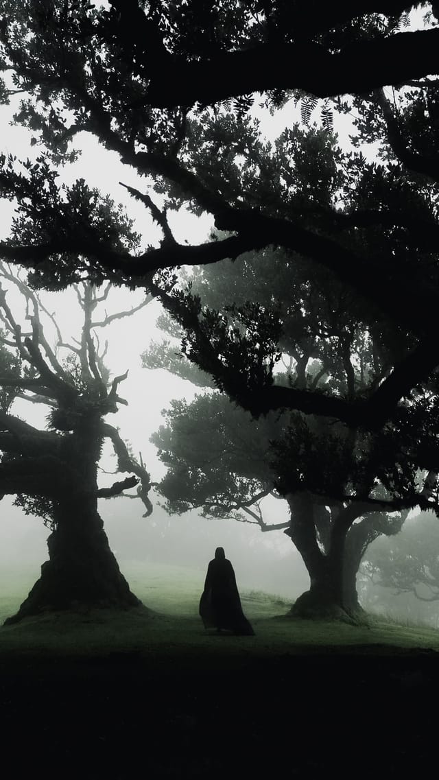 Trees emerging and receding through layers of mist, catalog number 57, from the Fog-Shrouded Trees collection