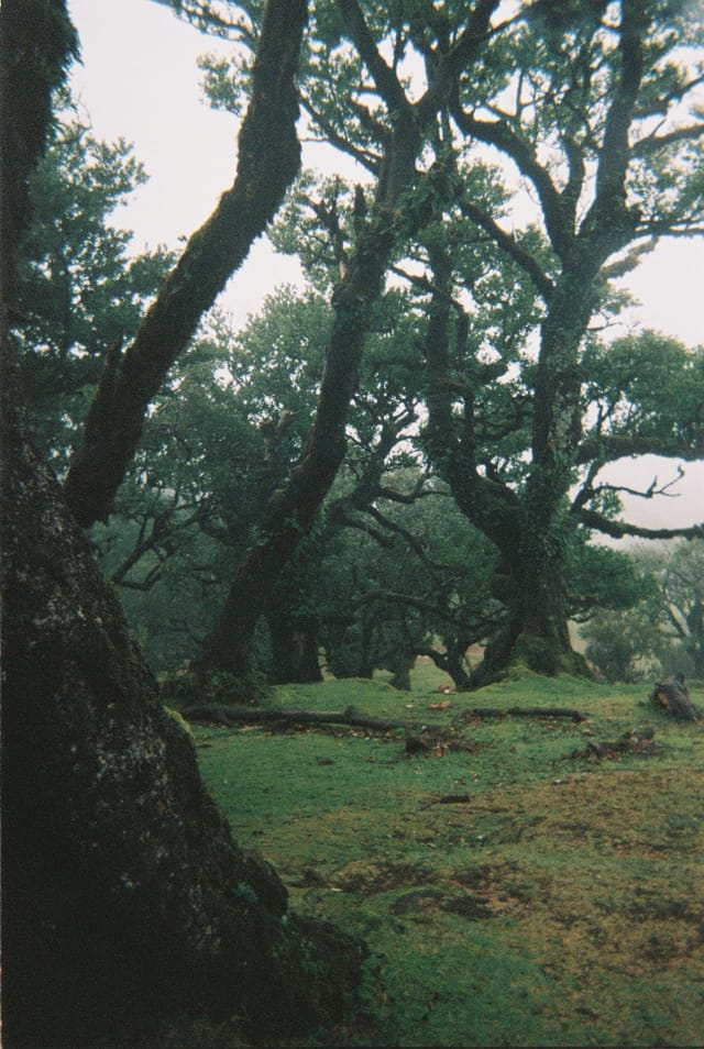 Trees emerging and receding through layers of mist, catalog number 66, from the Fog-Shrouded Trees series