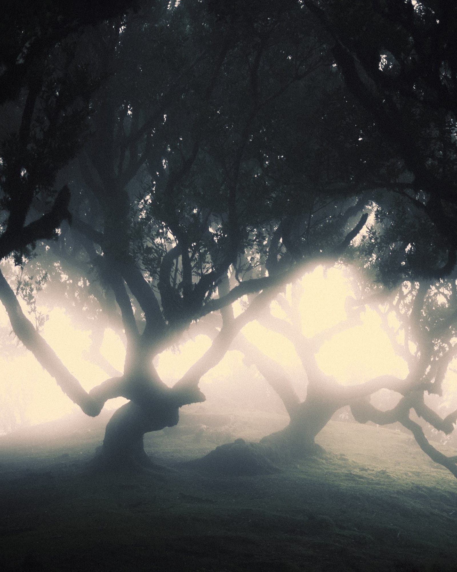 Trees emerging and receding through layers of mist, catalog number 31, from the Fog-Shrouded Trees collection