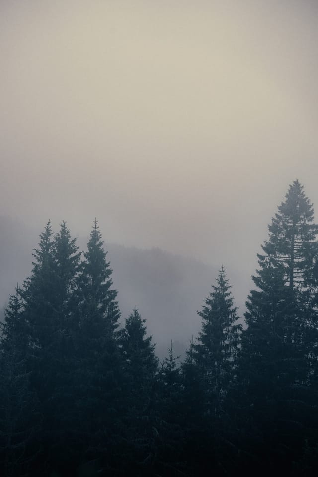 Trees emerging and receding through layers of mist, catalog number 45, from the Fog-Shrouded Trees collection