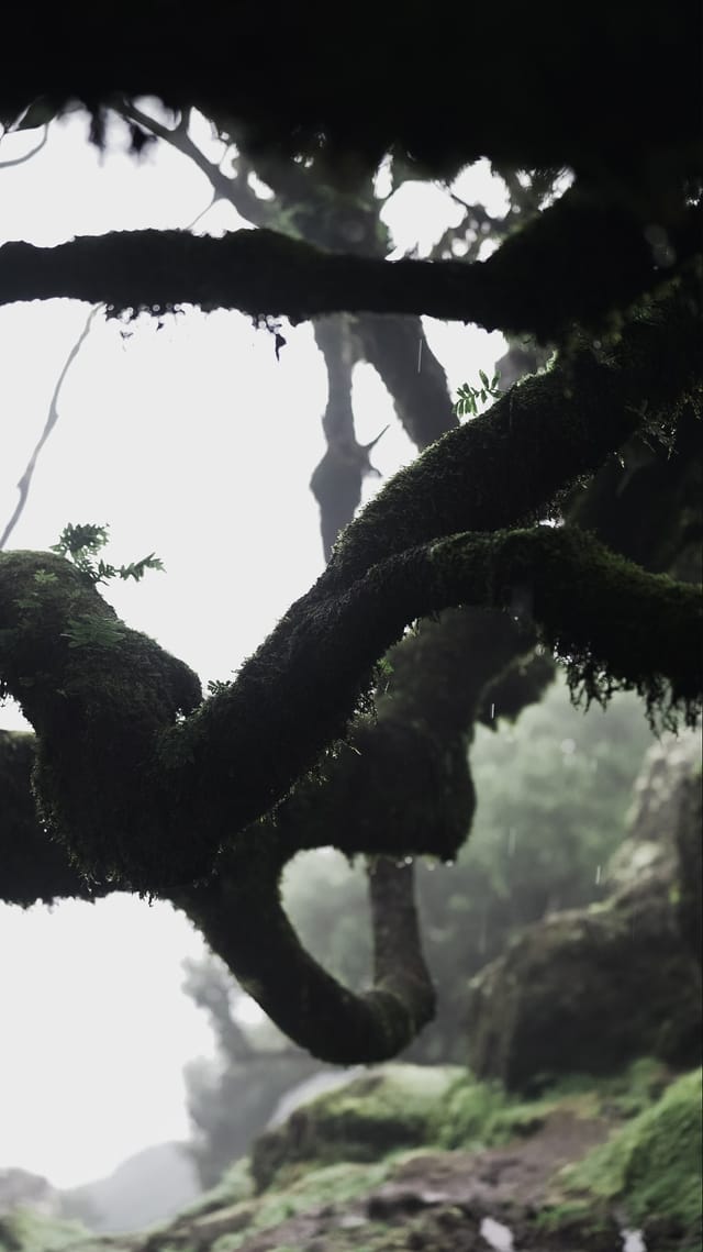 Trees emerging and receding through layers of mist, catalog number 68, from the Fog-Shrouded Trees collection
