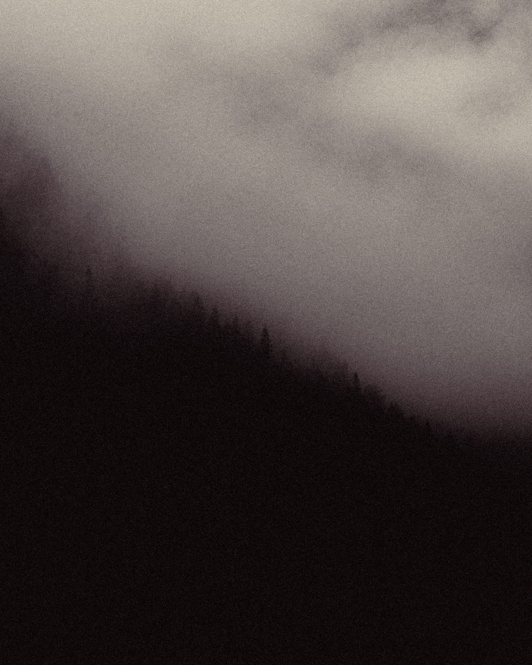 Trees emerging and receding through layers of mist, catalog number 18, from the Fog-Shrouded Trees series
