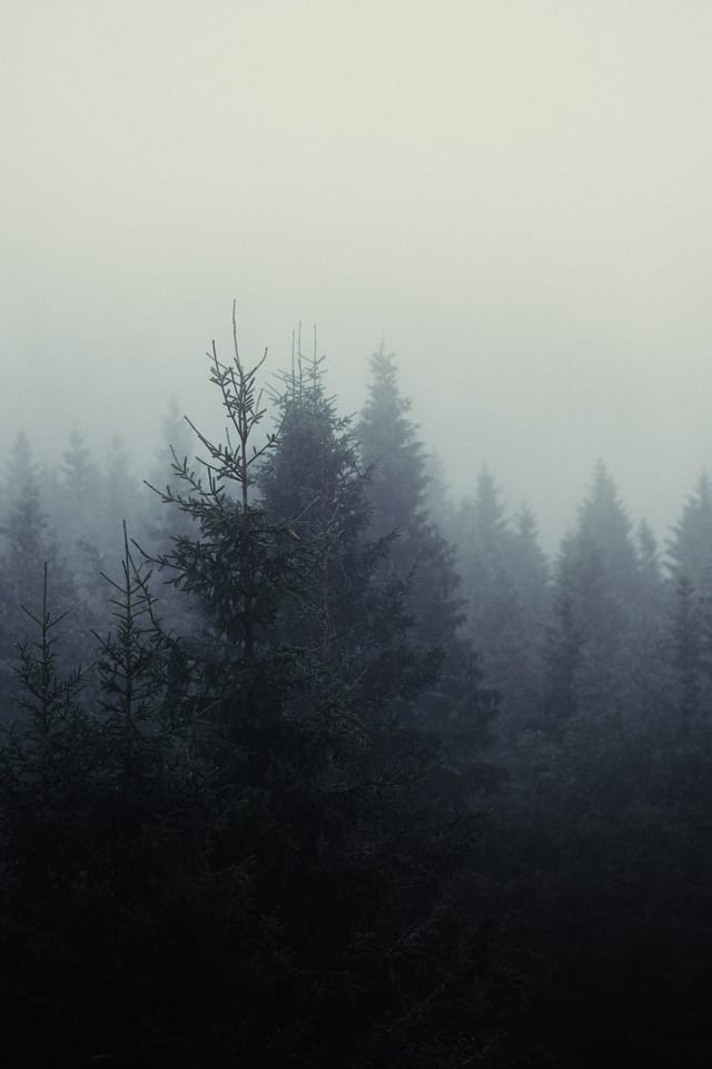 Trees emerging and receding through layers of mist, catalog number 15, from the Fog-Shrouded Trees series